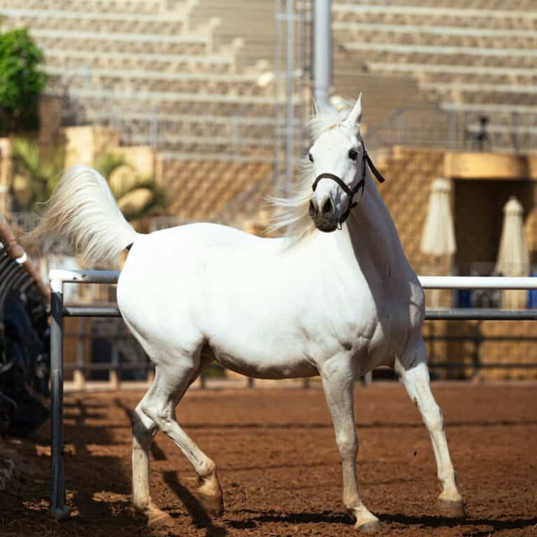 Arabian horse