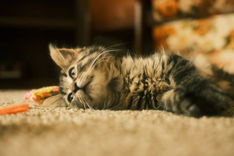 Preparing for your New Kitten