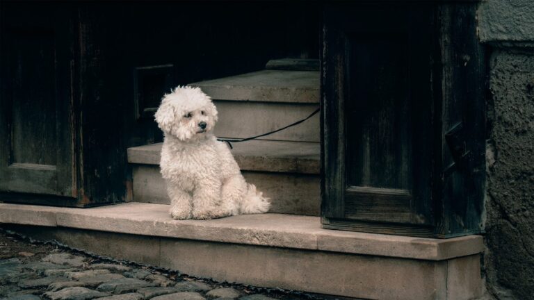 Bichon Frise