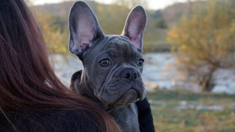 French bulldog