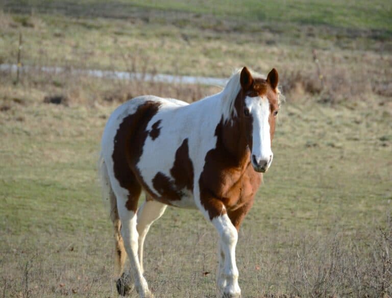 American Paint Horse