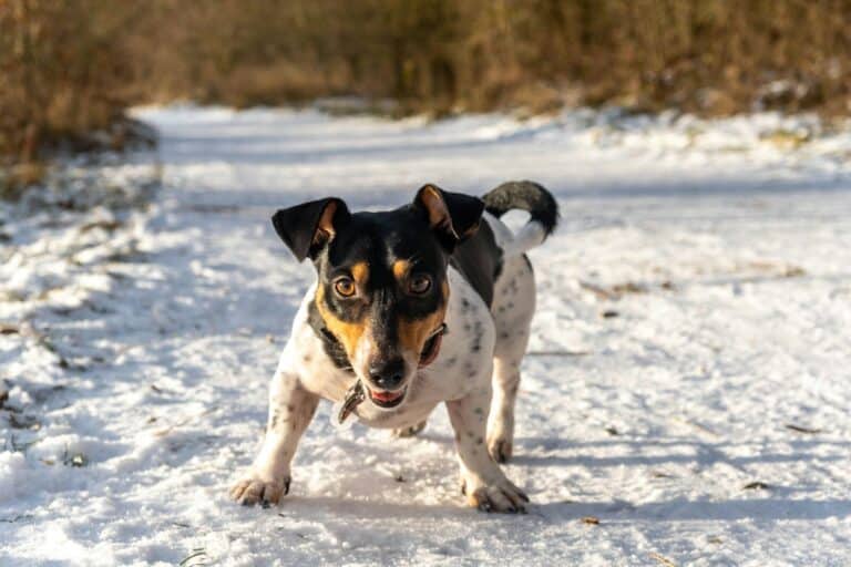 Jack Russell