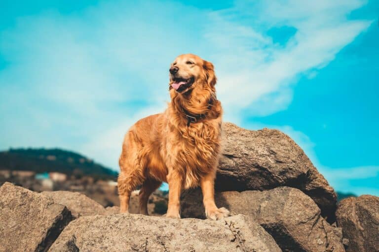 golden retriever on gray rock during daytime. best dog breeds for first-time owners