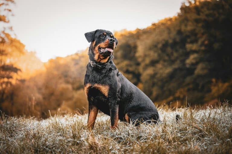Rottweiler