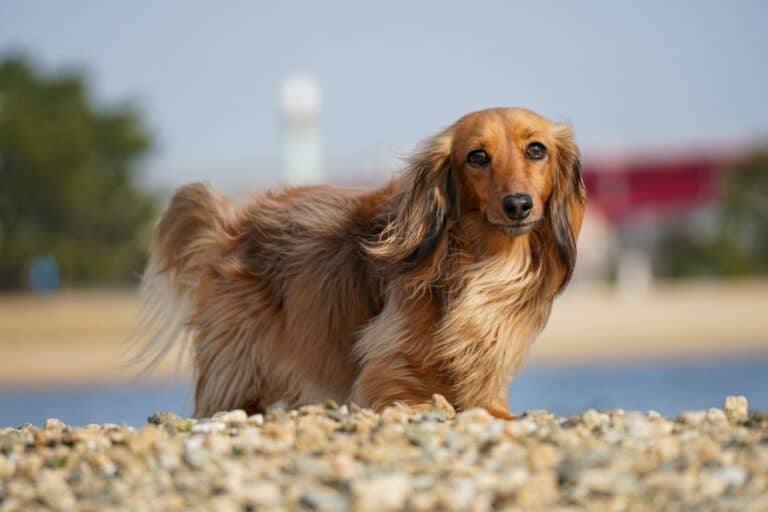 Dachshund