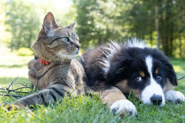Do dogs get along with cats?