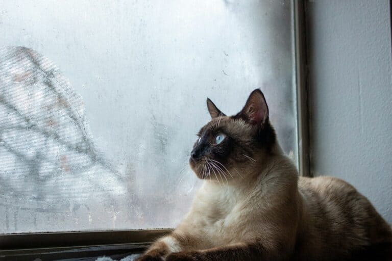 Siamese
