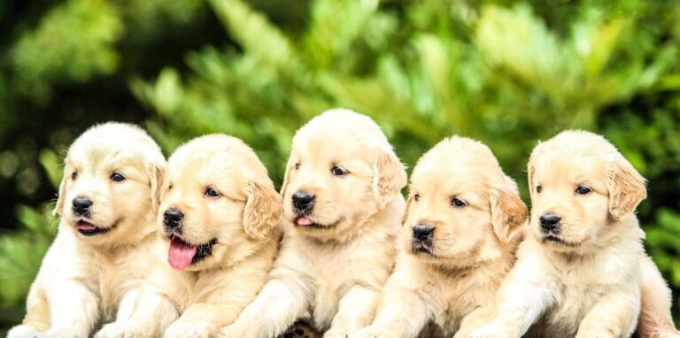 Puppy process five yellow Labrador retriever puppies