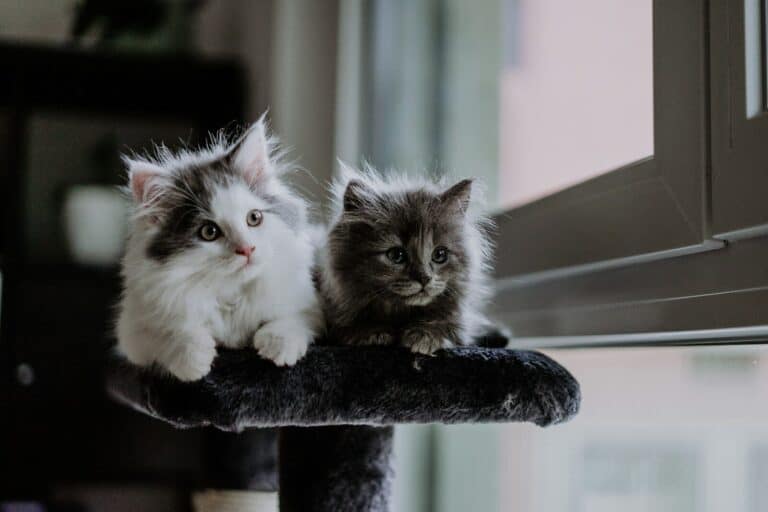 Kitten Process