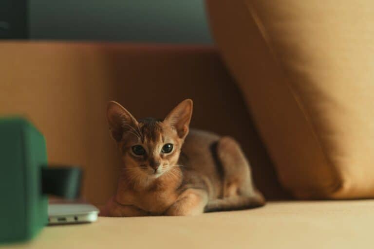 Abyssinian