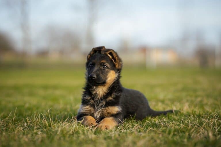 German shepherd