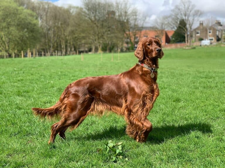 Irish setter