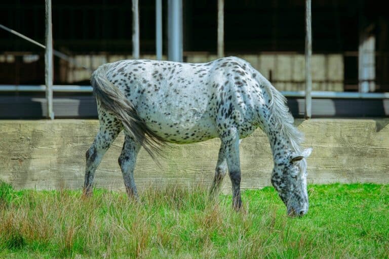 Appaloosa