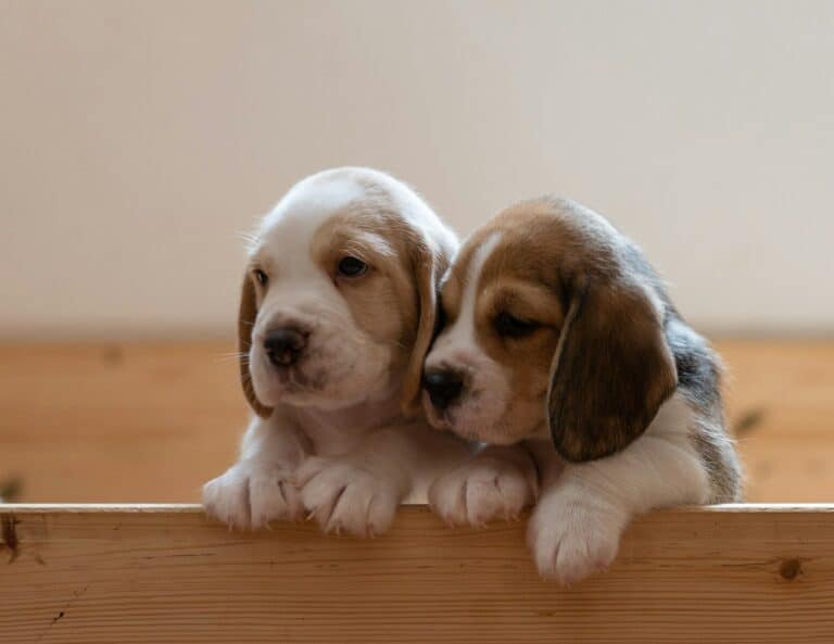 Signs of a Responsible Breeder