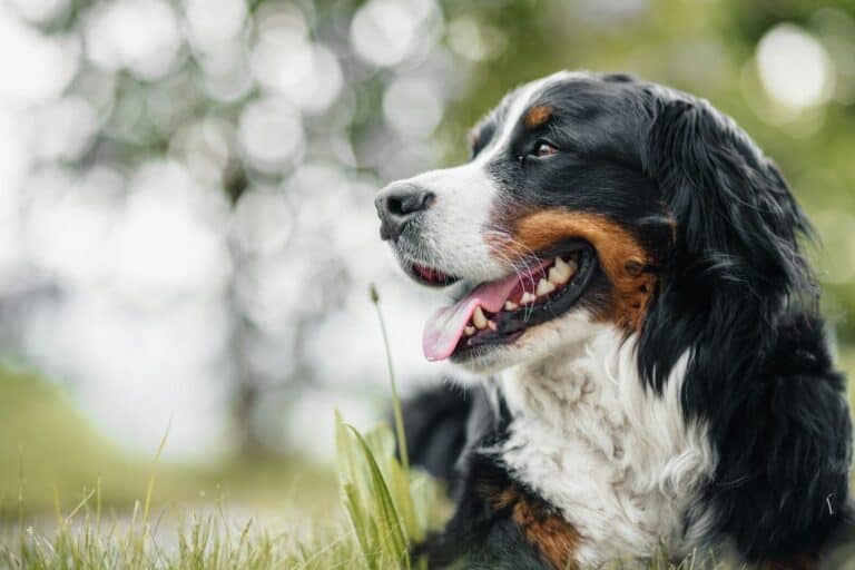 Bernese Mountain Dog