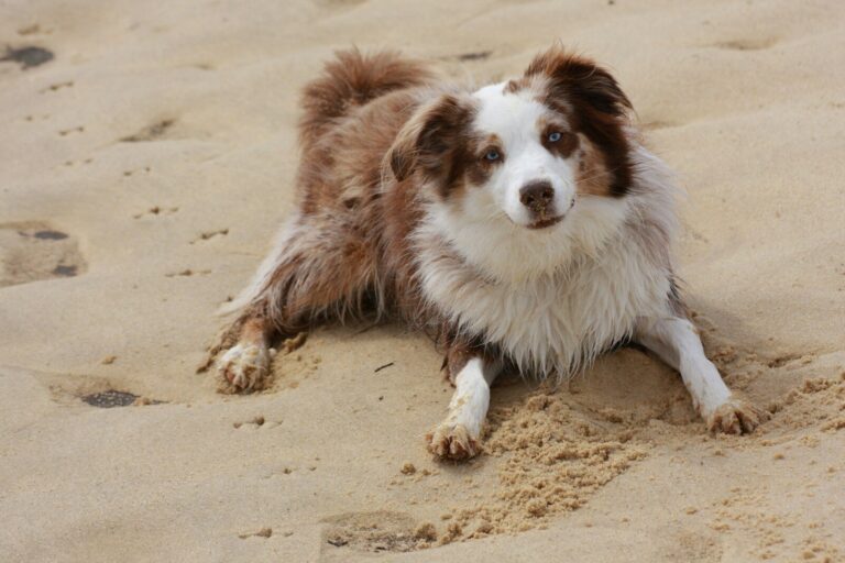 Australian Shepherd