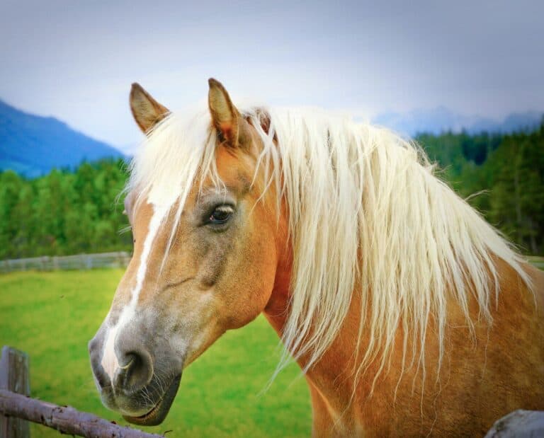 working with a horse rescue