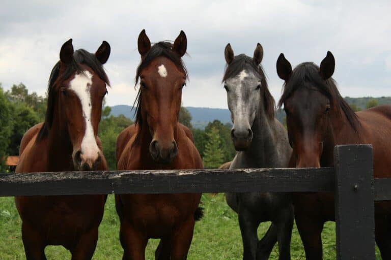 Horse Breeder vs. Rescue