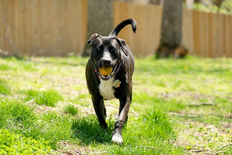 Popular Dogs Found in Rescues