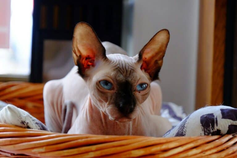 Sphynx
