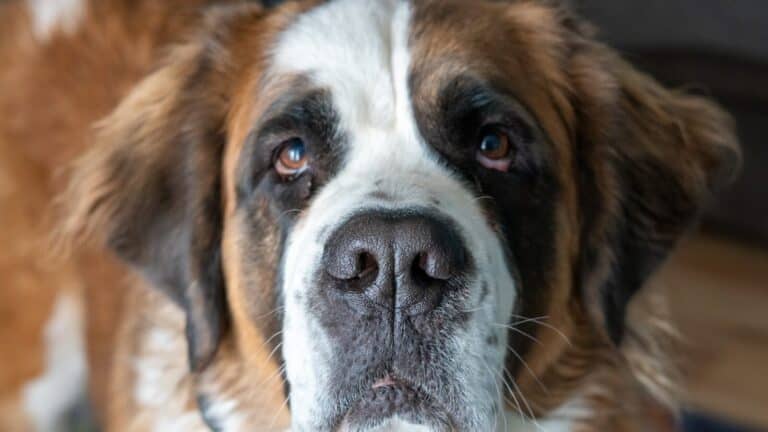 Saint Bernard