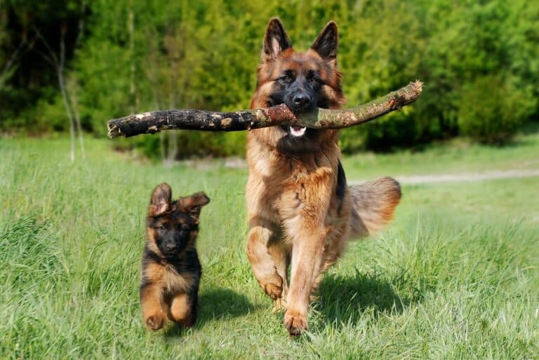 List Your Dog Training Business